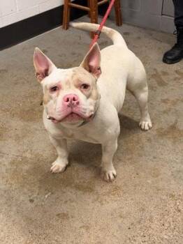 Nougat -  Pit Bull Terrier Dog for Adoption in Cleveland, Ohio - Nougat | PetCurious