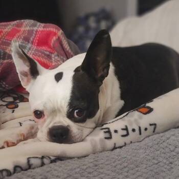Boston Terrier Dogs Available for Adoption in Decatur, Alabama - SUSIE Q | PetCurious