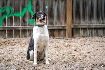 Daisy -  Border Collie Dog for Adoption in Red Wing, Minnesota - Daisy | PetCurious