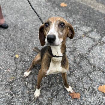 Barney -  Plott Hound and Beagle Dog for Adoption in Petersburg, Virginia - Barney | PetCurious