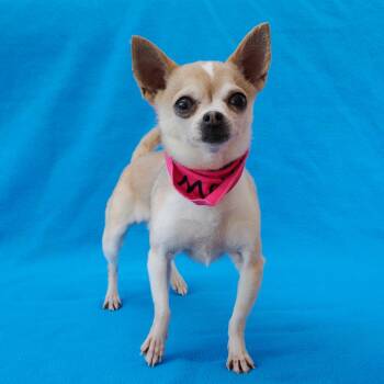 Chihuahua and Mixed Breed Dogs Available for Adoption - OPRAH | PetCurious