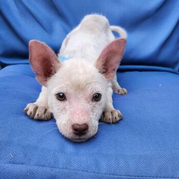 Quark -  Mixed Breed Dog for Adoption in Buffalo, Minnesota - Quark | PetCurious
