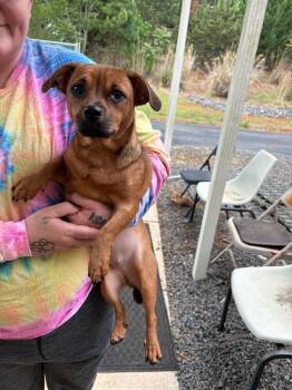 Chihuahua and Dachshund Dogs Available for Adoption in Mocksville, North Carolina - Scoobs | PetCurious