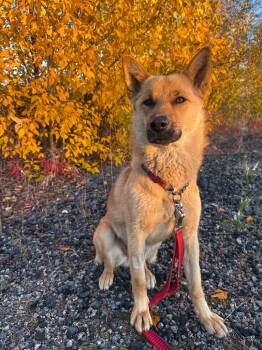 Lala -  Husky and Shepherd Dog for Adoption in Yellowknife, Northwest Territories - Lala | PetCurious