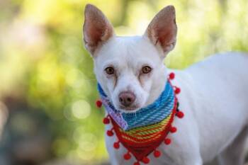 Julie -  Chihuahua Dog for Adoption in Santa Rosa, California - Julie | PetCurious