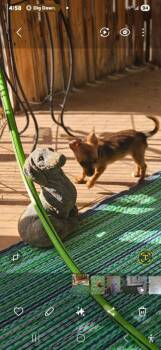 Chihuahua Dogs Available for Adoption in Triana, Alabama - Cricket | PetCurious