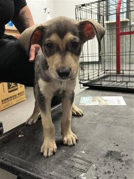 Labrador Retriever and Mixed Breed Dogs Available for Adoption - BUCK | PetCurious