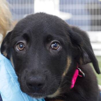 Elsa -  Rottweiler and Shepherd Dog for Adoption in South Elgin, Illinois - Elsa | PetCurious