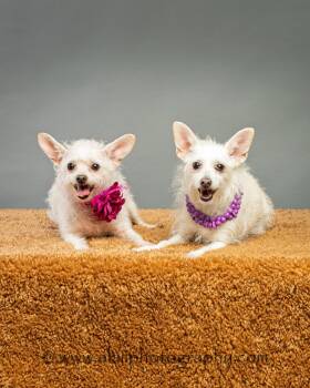 Hope and Joy - Bonded Sisters -  Chihuahua and Bichon Frise Dog for Adoption in Plano, Texas - Hope And Joy - Bonded Sisters | PetCurious