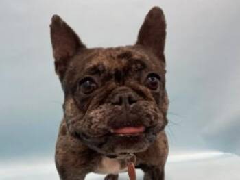 Dreamy -  French Bulldog and Mixed Breed Dog for Adoption in Golden Valley, Minnesota - Dreamy | PetCurious