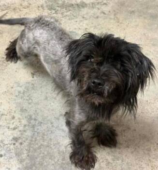 Flashy Frank -  Shih Tzu and Mixed Breed Dog for Adoption in Lampasas, Texas - Flashy Frank | PetCurious