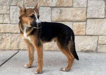 German Shepherd Dog and Australian Shepherd Dogs Available for Adoption - Roscoe | PetCurious