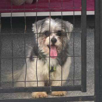 Affenpinscher and Shih Tzu Dogs Available for Adoption - Biscuit | PetCurious