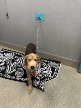 SILLY STRAW -  Terrier Dog for Adoption in Las Vegas, Nevada - SILLY STRAW | PetCurious