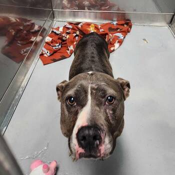 Bounce House -  Mixed Breed Dog for Adoption in Davenport, Iowa - Bounce House | PetCurious