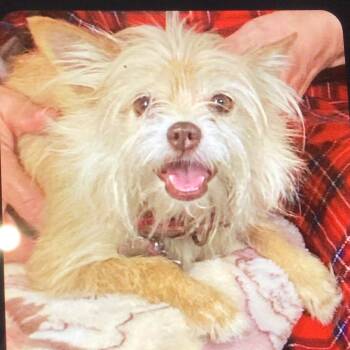 Nutty Muppet aka TuT Tut -  Fox Terrier and Chihuahua Dog for Adoption in New Orleans, Louisiana - Nutty Muppet Aka TuT Tut | PetCurious