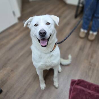 Retriever and Great Pyrenees Dogs Available for Adoption in Incline Village, Nevada - Merritt | PetCurious