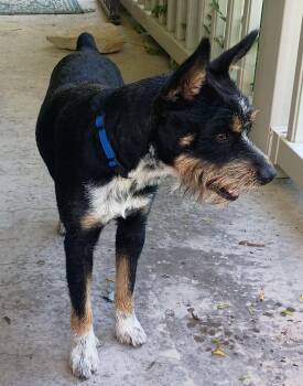 Australian Cattle Dog Blue Heeler and Rat Terrier Dogs Available for Adoption in Parrish, Florida - Arthur | PetCurious