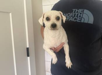 Rilee Bichon -  Bichon Frise Dog for Adoption in Gillsville, Georgia - Rilee Bichon | PetCurious