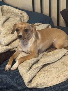 Sera -  Chihuahua Dog for Adoption in Navarre, Florida - Sera | PetCurious