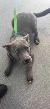 Rescue Shepherd and Mixed Breed Dogs for Adoption in West Chester, Pennsylvania - Paw-Paw | PetCurious