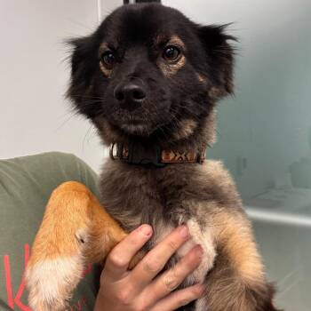 Icarus -  Australian Shepherd and Pomeranian Dog for Adoption in Abilene, Texas - Icarus | PetCurious