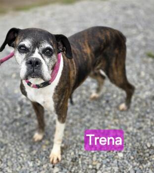 Trena -  Boxer Dog for Adoption in Wheelersburg, Ohio - Trena | PetCurious