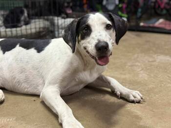 Rescue Catahoula Leopard Dog Dogs for Adoption in Syracuse, New York - Kali | PetCurious
