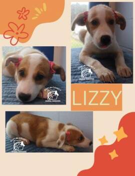 Lizzy -  Mixed Breed Dog for Adoption in Kenansville, North Carolina - Lizzy | PetCurious