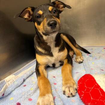 Paxton -  Shepherd and Mixed Breed Dog for Adoption in Corpus Christi, Texas - Paxton | PetCurious