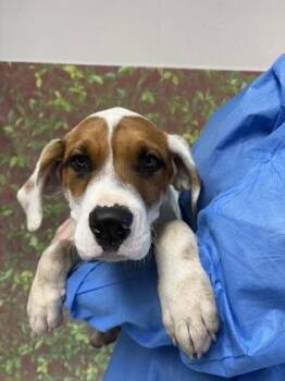Stretch Armstrong -  Mastiff and Mixed Breed Dog for Adoption in San Antonio, Texas - Stretch Armstrong | PetCurious