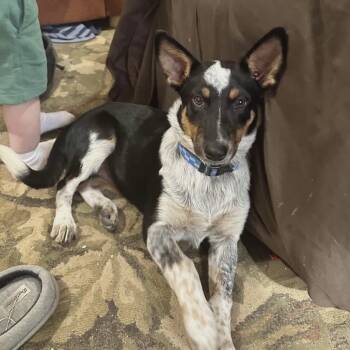 Rescue Mixed Breed Dogs for Adoption in Troy, Illinois - Ruby | PetCurious