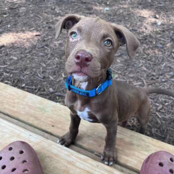 Tow Mater -  Pit Bull Terrier and Mixed Breed Dog for Adoption in Rock Hill, South Carolina - Tow Mater | PetCurious