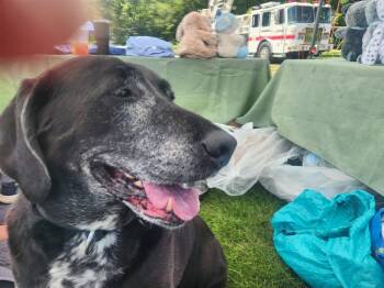 Amelia -  Retriever Dog for Adoption in Swansea, Massachusetts - Amelia | PetCurious
