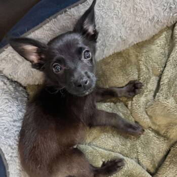 Cantina -  Chihuahua Dog for Adoption in Baldwin, Maryland - Cantina | PetCurious