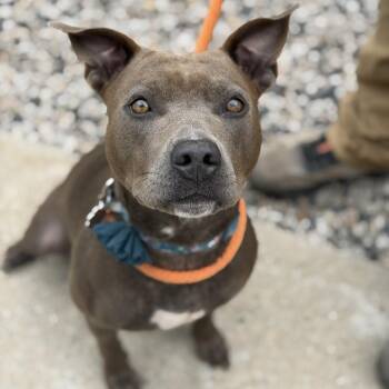 Phoenix -  Mixed Breed Dog for Adoption in Kennebunk, Maine - Phoenix | PetCurious