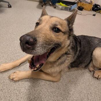 Kita -  Shiba Inu and German Shepherd Dog Dog for Adoption in Chicago, Illinois - Kita | PetCurious