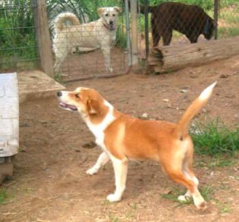 Border Collie Dogs Available for Adoption in Olympia, Washington - JULEP - Pretty Girl | PetCurious