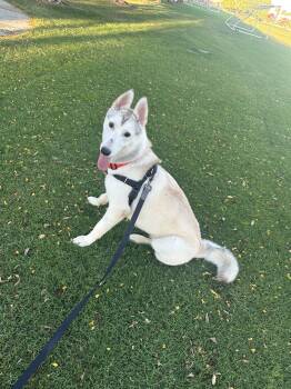 Lola -  Siberian Husky Dog for Adoption in San Rafael, California - Lola | PetCurious