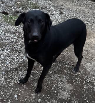 Black Labrador Retriever Dogs Available for Adoption - Harley | PetCurious