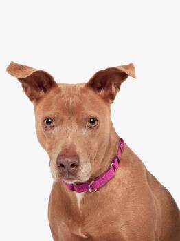 Rescue Pit Bull Terrier Dogs for Adoption in Teterboro, New Jersey - Cora | PetCurious