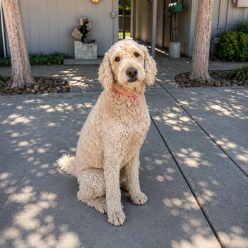 Toki -  Goldendoodle Dog for Adoption in Lathrop, California - Toki | PetCurious