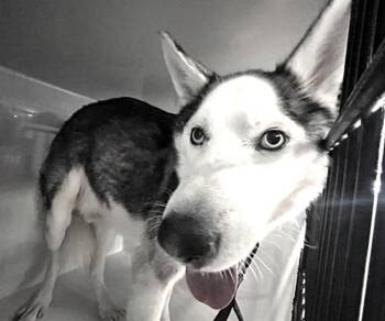 A660269 -  Siberian Husky Dog for Adoption in Houston, Texas - A660269 | PetCurious