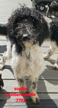 Goldendoodle Dogs Available for Adoption in Twin Lakes, Wisconsin - #275 Sophie | PetCurious