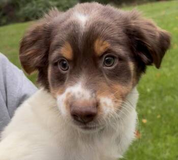 Quintin-Available www.lhar.dog to apply -  Spaniel and Australian Shepherd Dog for Adoption in Frederick, Maryland - Quintin-Available Www.lhar.dog To Apply | PetCurious