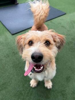 Bob Bruiser -  Terrier and Basset Hound Dog for Adoption in Saugus, Massachusetts - Bob Bruiser | PetCurious