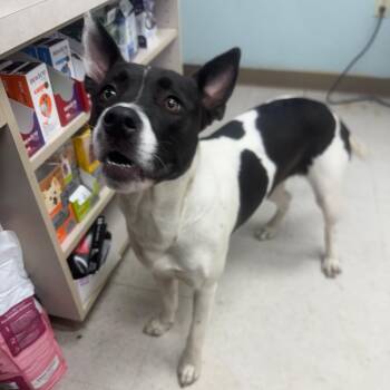 Border Collie Dogs Available for Adoption in Kansas City, Kansas - Tootsie | PetCurious