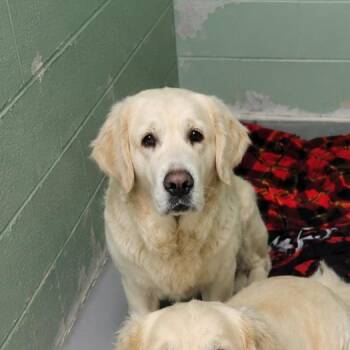 Mississippi "Missy" -  Retriever and Great Pyrenees Dog for Adoption in Ridgely, Maryland - Mississippi "Missy" | PetCurious