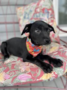Labrador Retriever and Terrier Dogs Available for Adoption in Gulfport, Mississippi - Zelia | PetCurious