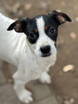 Rescue Terrier Dogs for Adoption in Carmel Hamlet, New York - Maui (M Puppies) | PetCurious